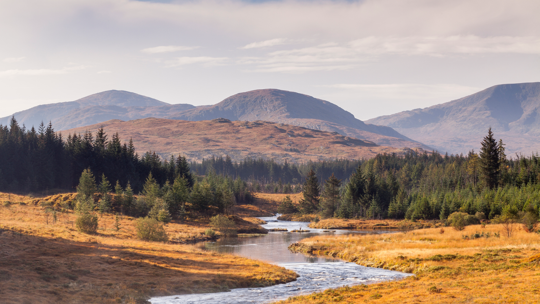 Galloway Forest