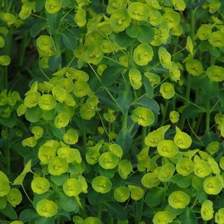 Perennial Farm Marketplace (Robb's or Wood Spurge)