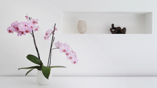 Living room with colourful plant