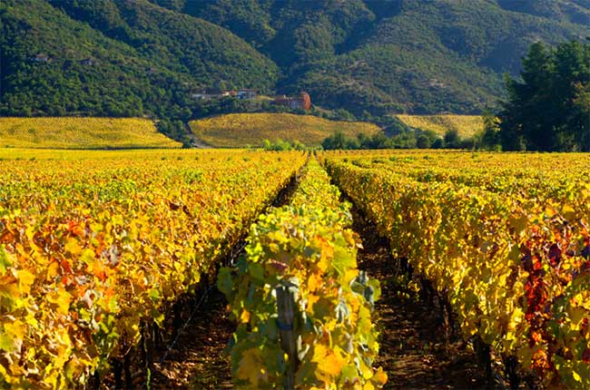 Colchagua Valley, Rapel area, Chile