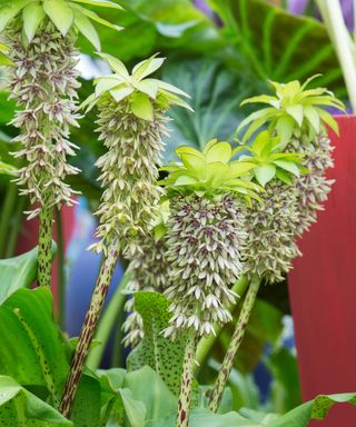 Eucomis bicolor growing in a large container in summer