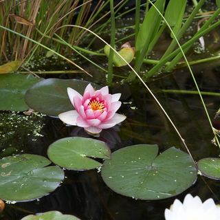 lotus flower at river bank