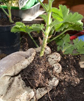 Checking that a pelargonium cutting has developed a healthy root system