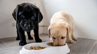 Puppies eating a bowl of the best puppy food