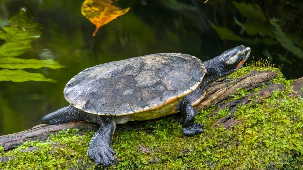 Ancient Transylvanian turtle survived the extinction of the dinosaurs ...