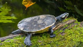 red-bellied short-necked turtle (Emydura subglobosa) rests on a log.