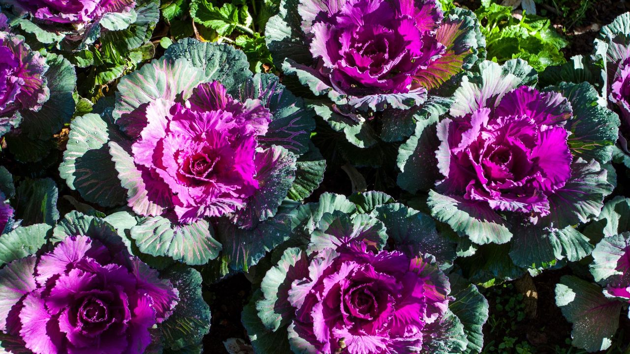 Ornamental cabbages in the garden