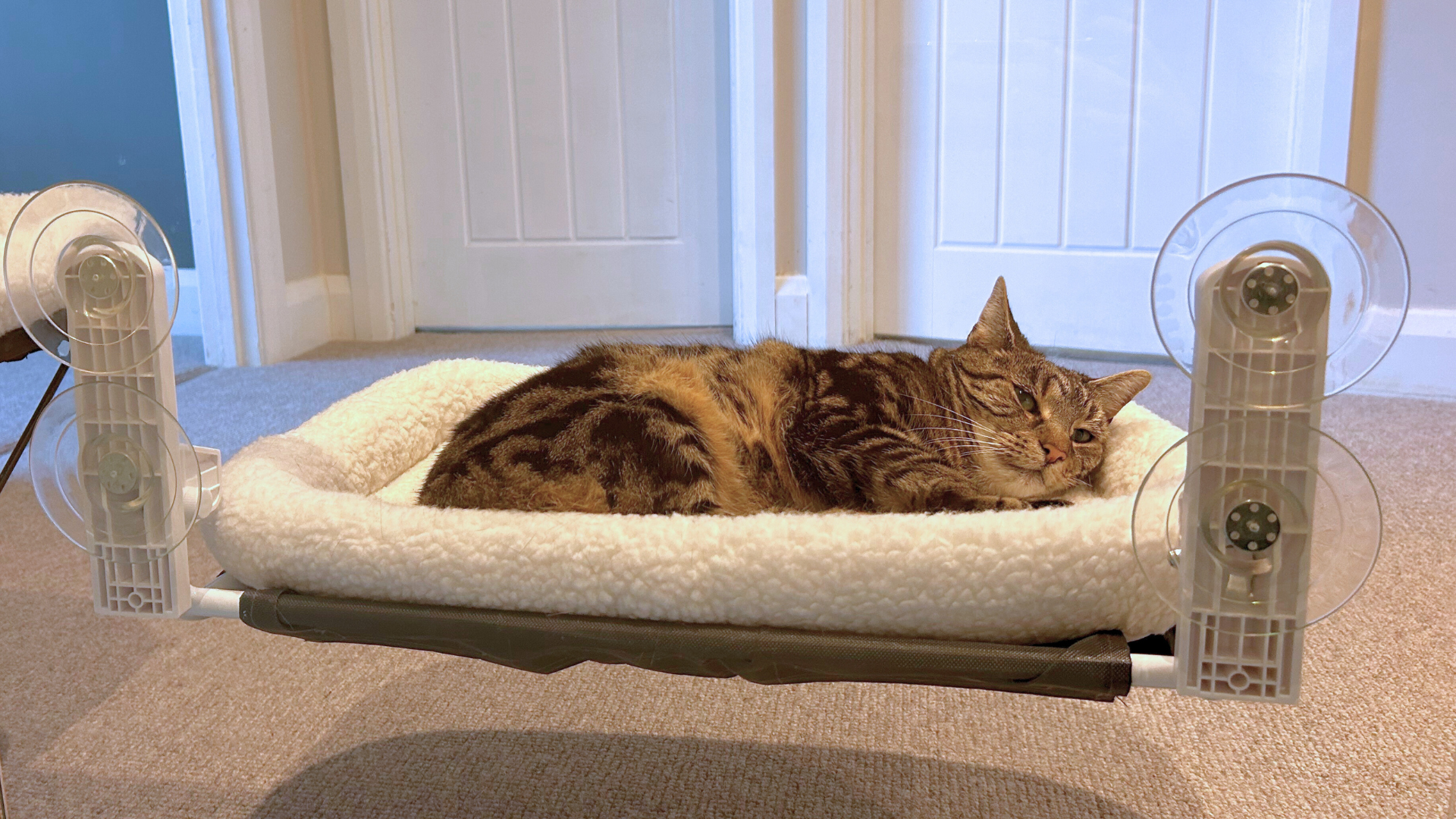 Nala lying down on the Zakkart Cat Hammock which is attached to a glass bannister