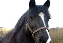 pitpony.jpg