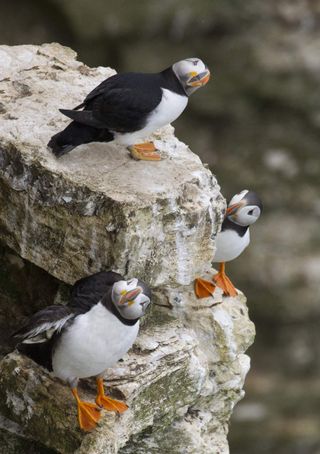 puffins on a cliff