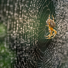Spider on a dew-covered web.