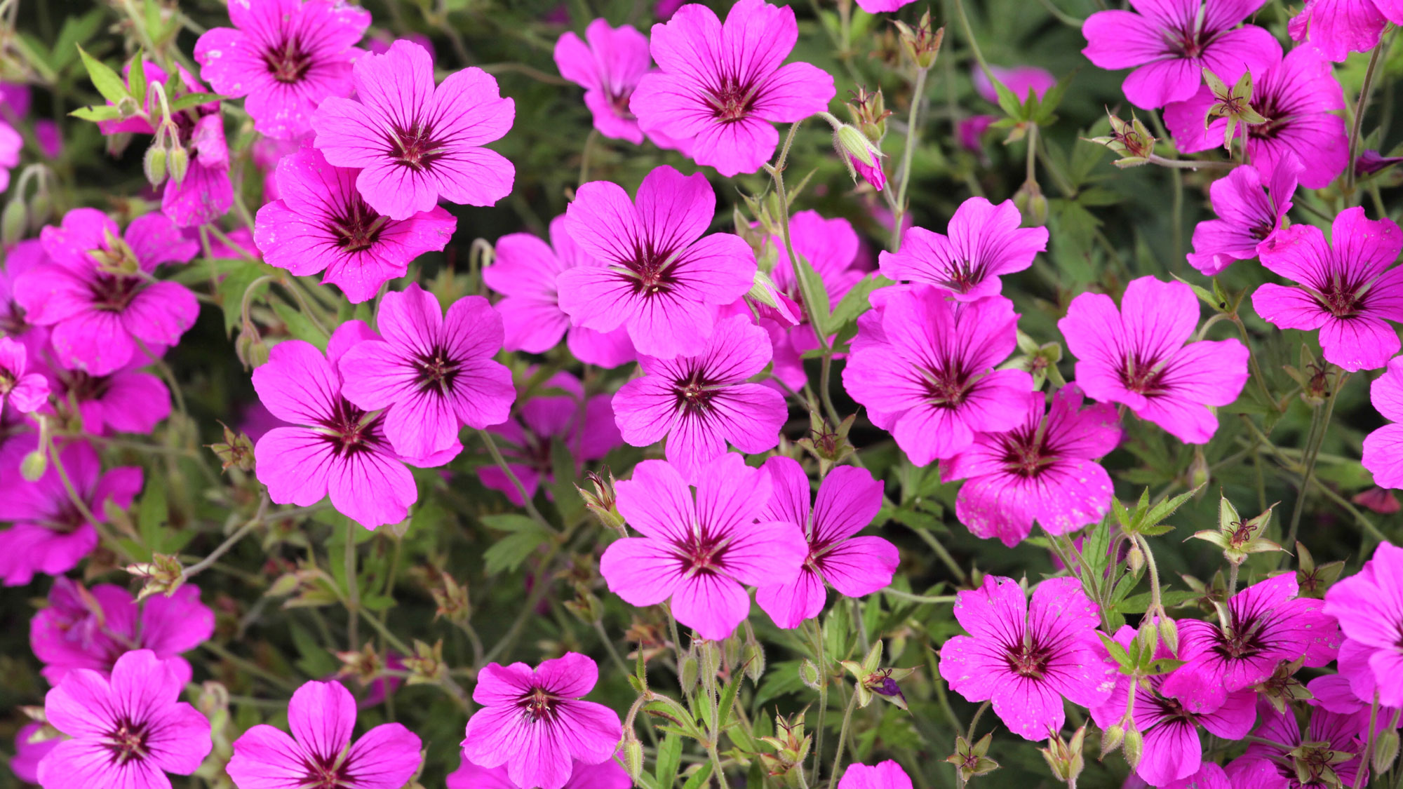 hardy geranium plants with bright pink flowers