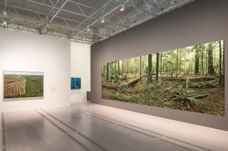 Installation view of Edward Burtynsky’s photographic mural of Cathedral Grove, Vancouver Island, at Fondazione MAST, Bologna