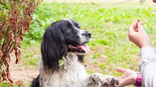 Spaniel dog shaking paw with young woman in field outdoors as they practise obedience training