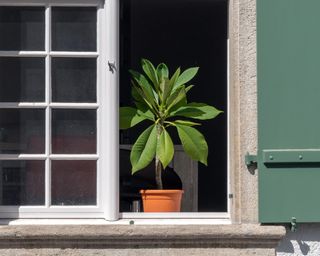 Avocado in pot on the window ledge in the sun