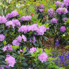 rhododendrons in garden