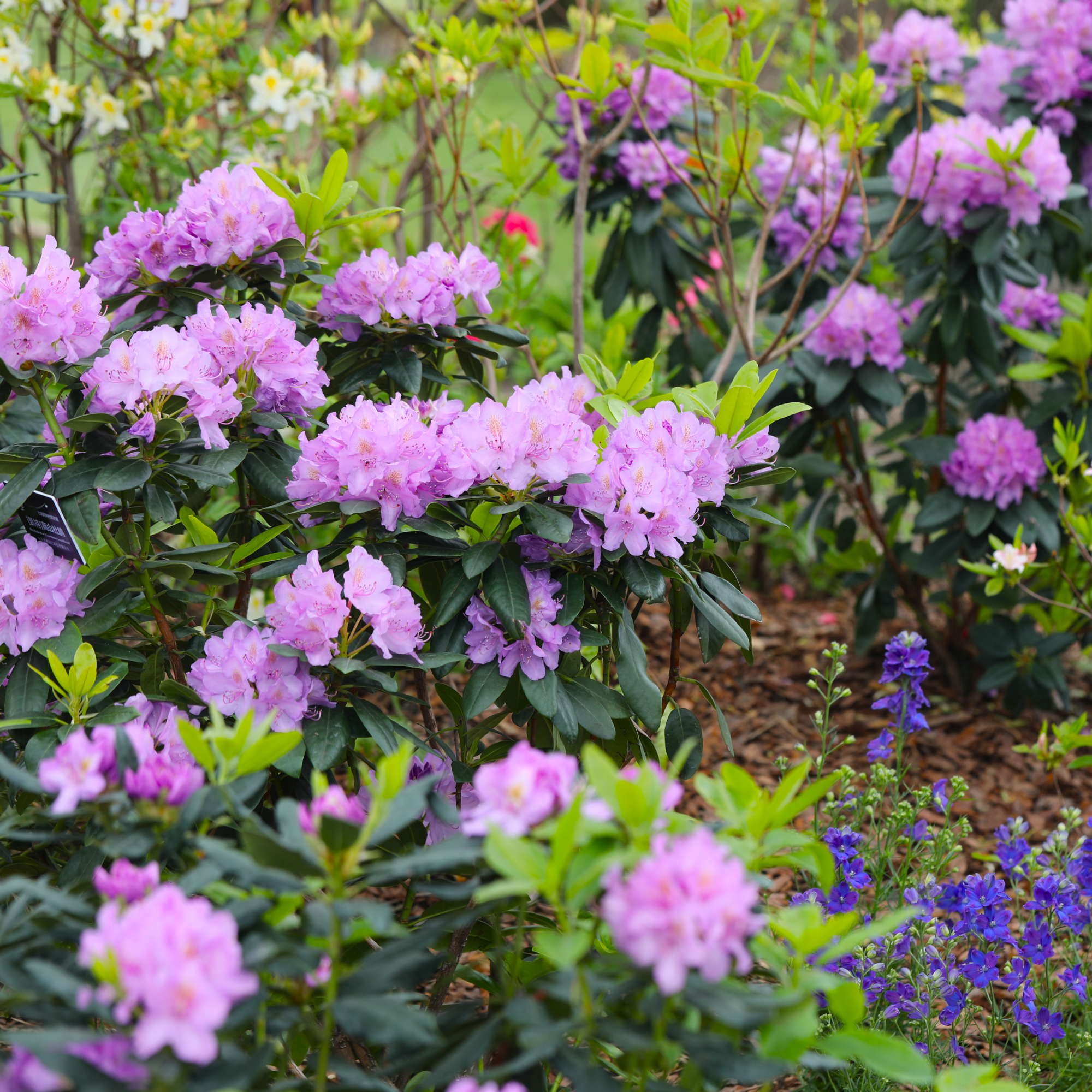rhododendrons in garden