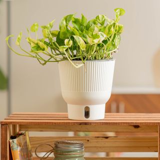 Lemon Meringue pothos plant in white self-watering planter