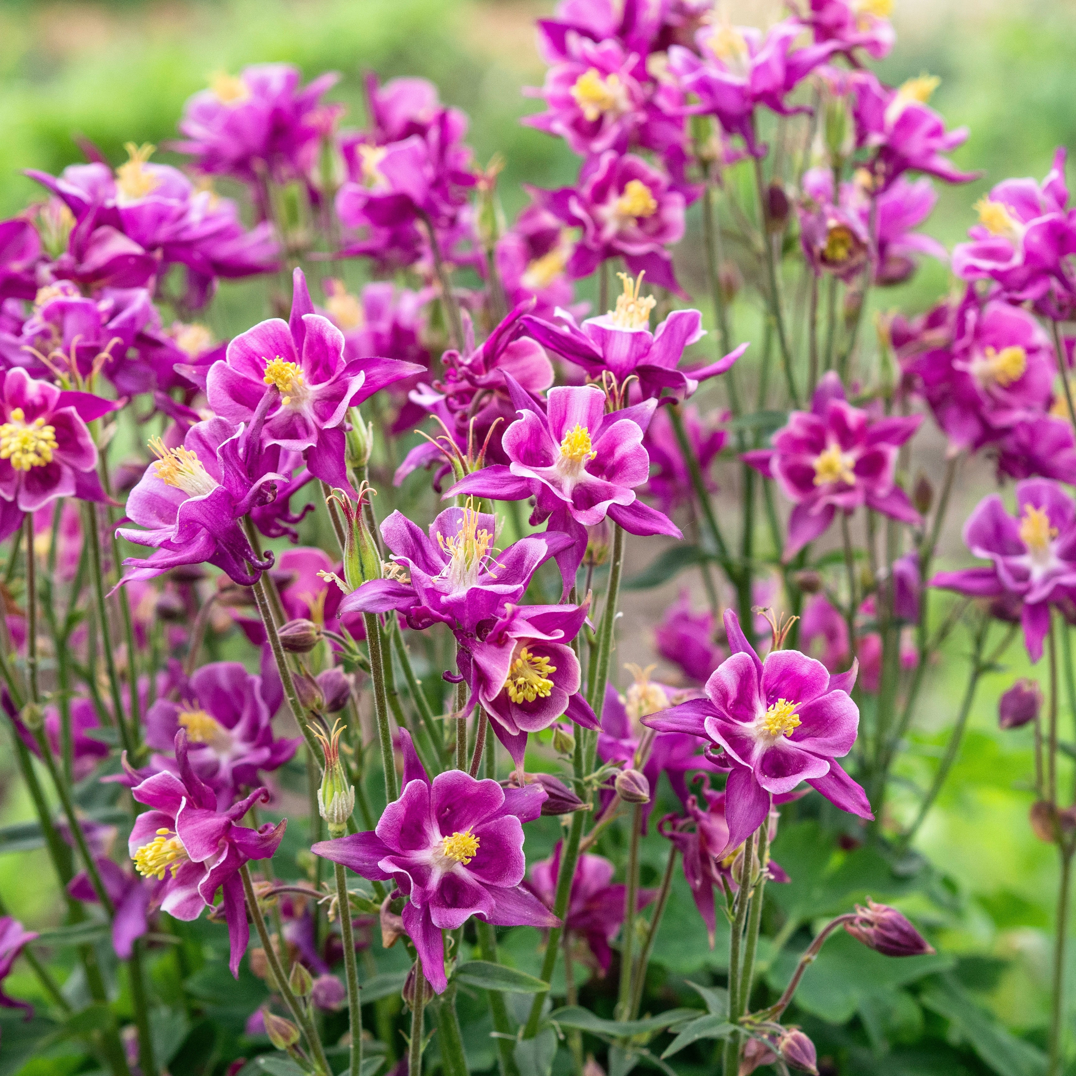 columbine plants with deep pink flowers