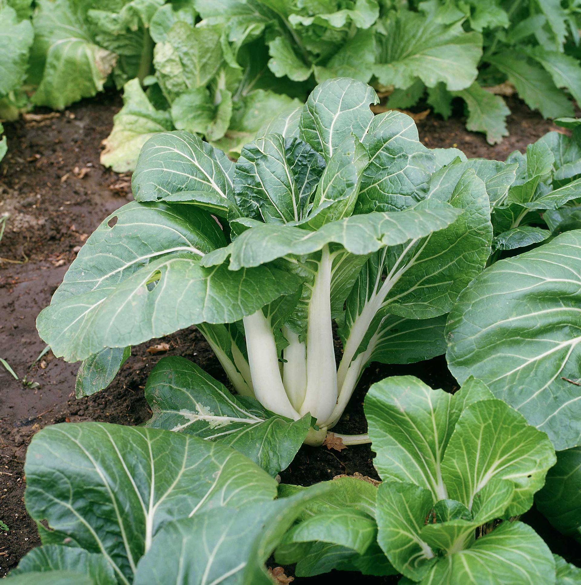 Vegetables to plant in July: 10 crops to sow and grow this month 9 pak choi growing in raised beds