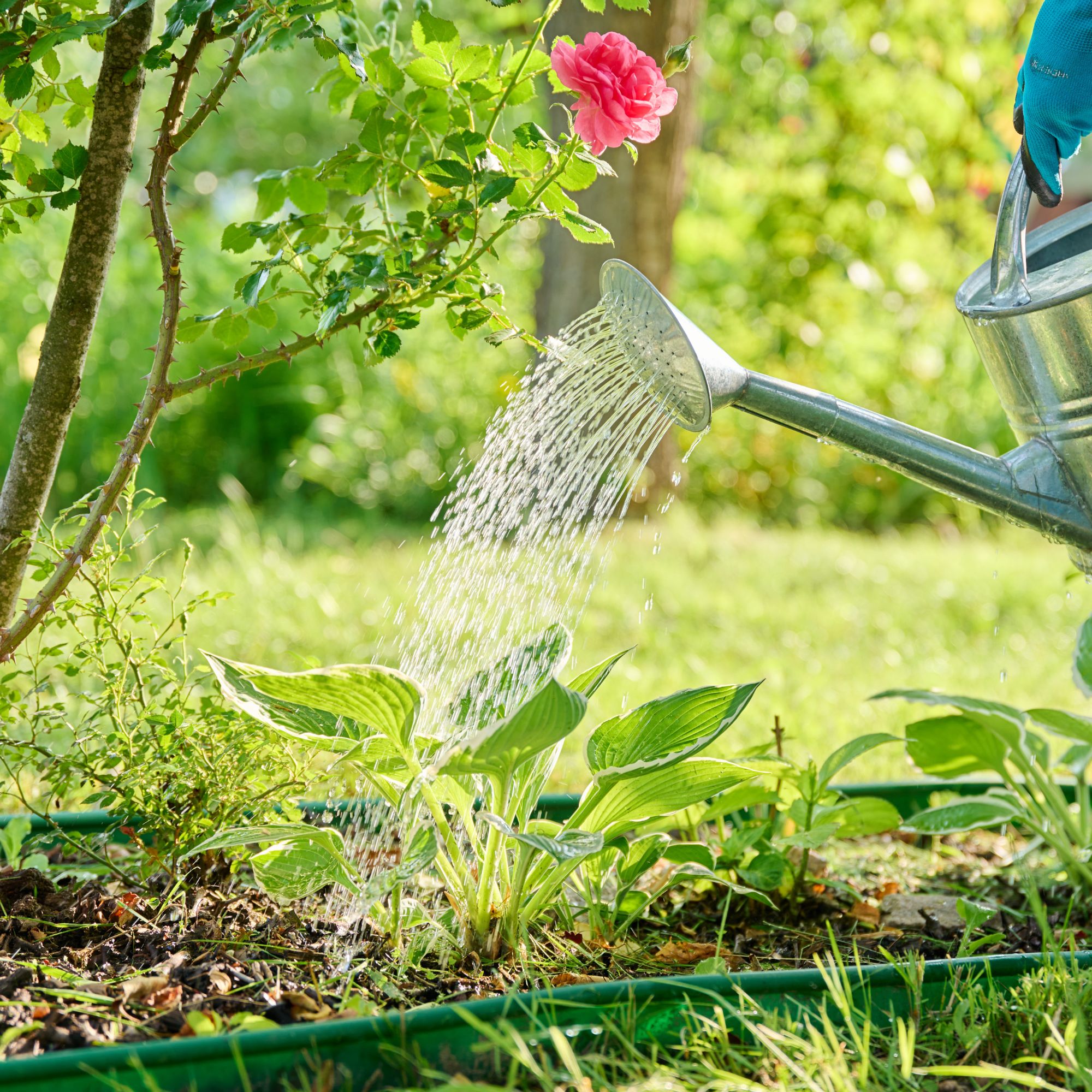 watering roses with watering can