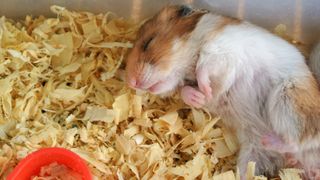 Hamster sleeping in corner of cage