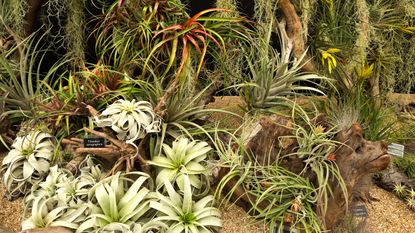 types of air plants Tillandsia display at the Great Pavillon at the RHS Chelsea Flower Show 2015