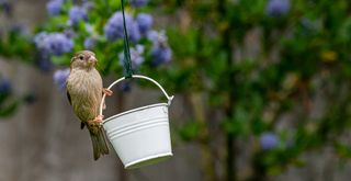 A garden bird perched on a small metal bucket filled with bird feed