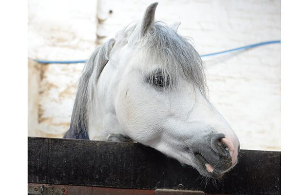 Rembrandt, 2015 HOYS supreme Champion, at Sarah &amp;amp; Simon Parker's yard at Glebe Farm in Bronington near Whitcurch in Shropshire, UK on the 1st March 2016