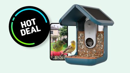 Banner for a Bird Buddy bird feeder on a blue background