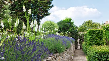 Lavender in bloom with purple flowers in a sunny, English cottage garden