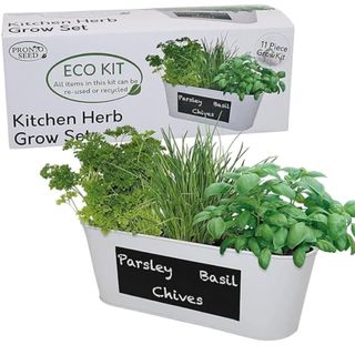 Herbs in a white planter