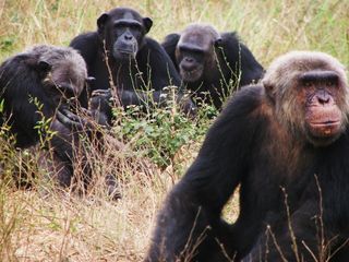 Chimpanzees at the Tchimpounga Sanctuary for primates in Pointe Noire, Republic of Congo.