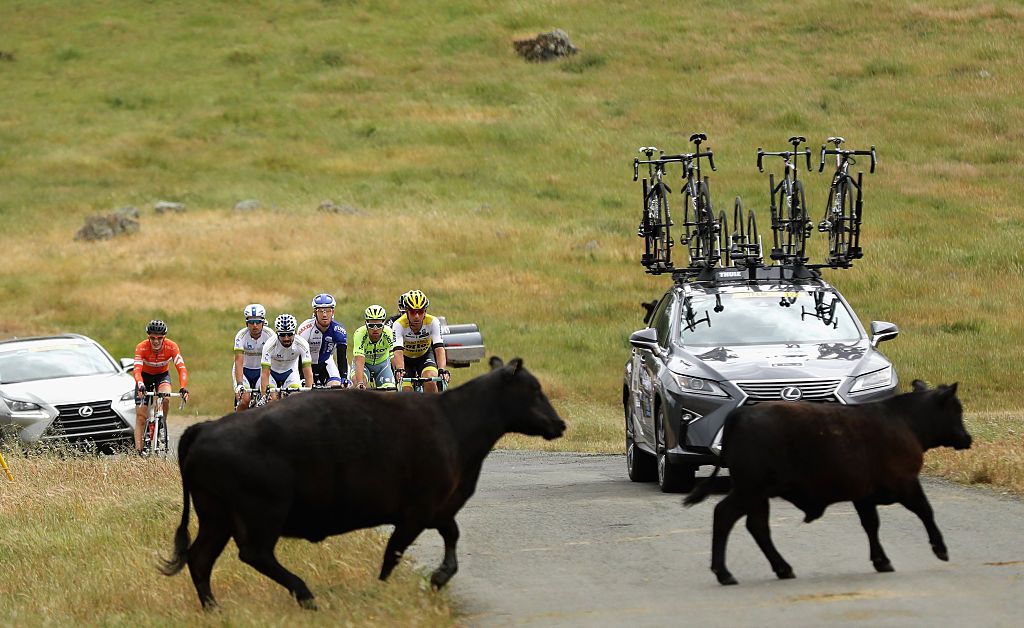 Cow-crossing at the 2016 Tour of California