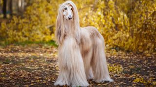 Afghan Hound