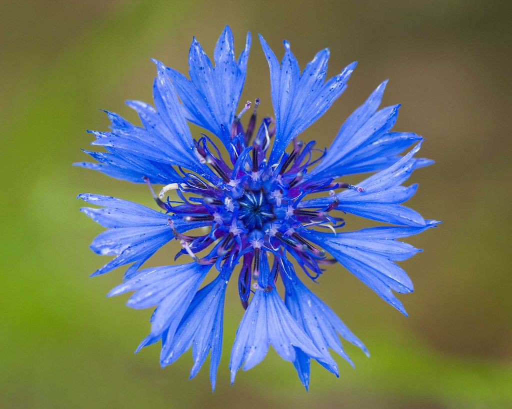 Cutting garden flowers 21 top choices for stunning displays Gardeningetc