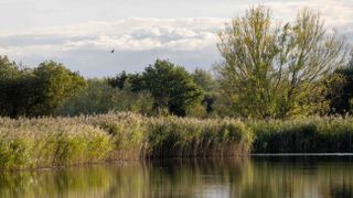 countryside scene with a river and trees