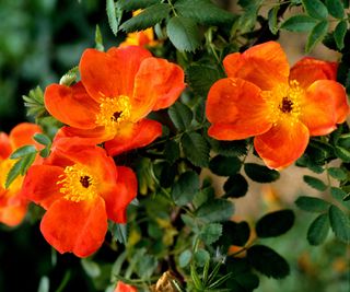 Rosa foetida ‘Bicolor’ is a strikingly colored and very old variety of rose