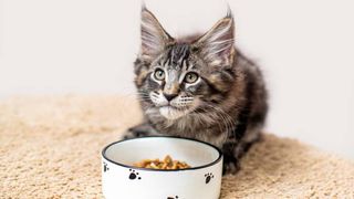 maine coon looks up from food dish