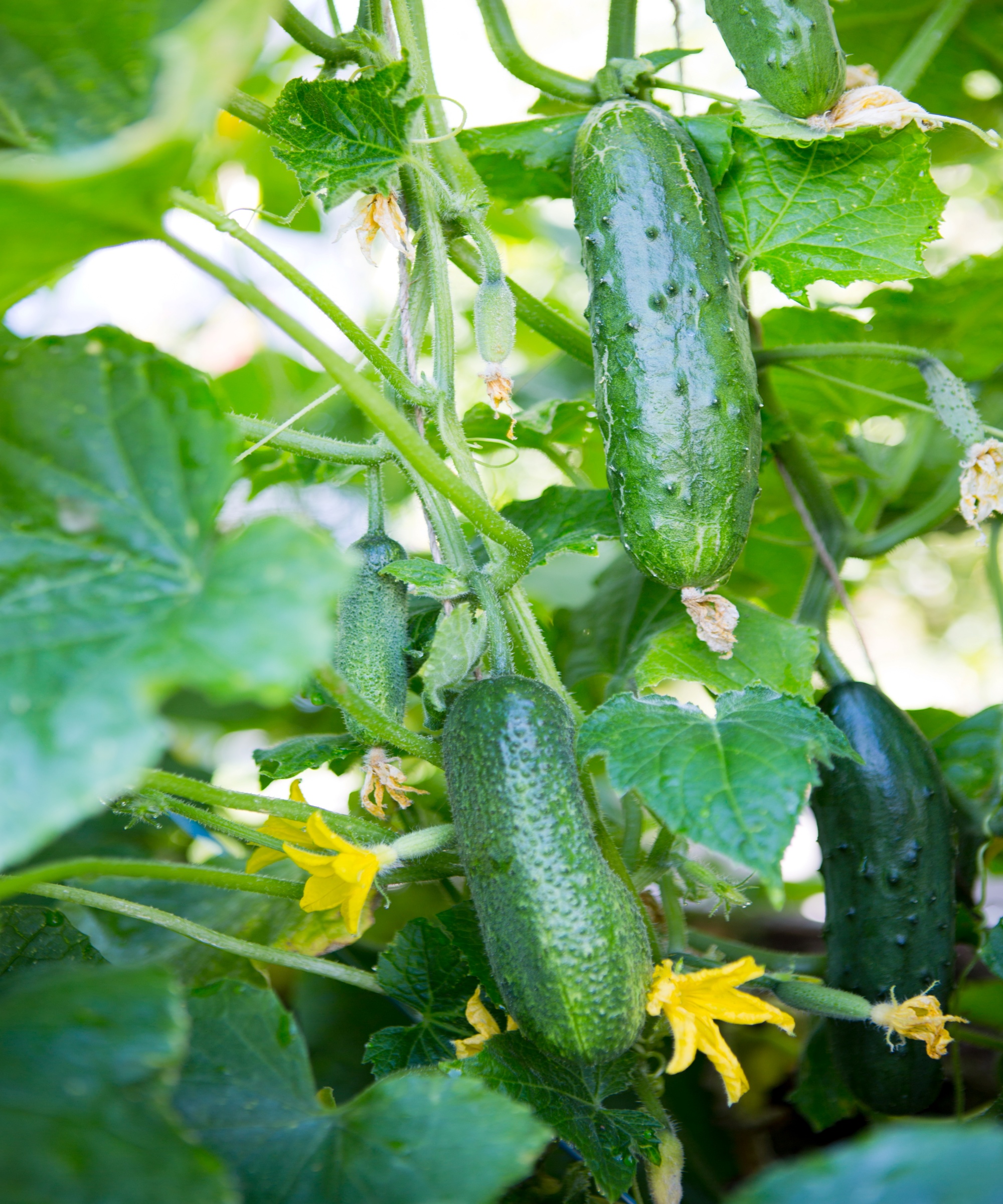 Cucumbers growing vertically up a trellis