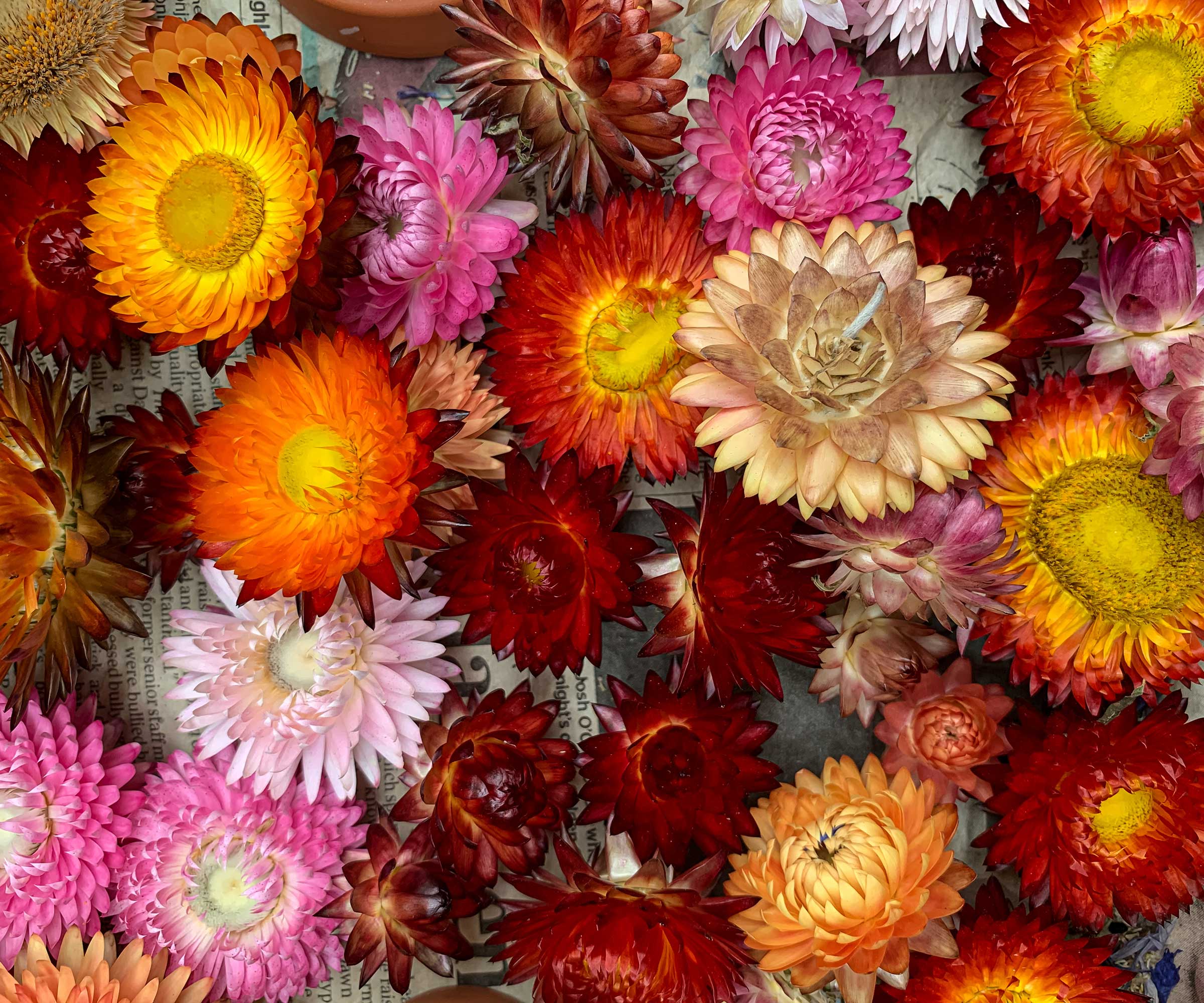 colorful dried strawflowers