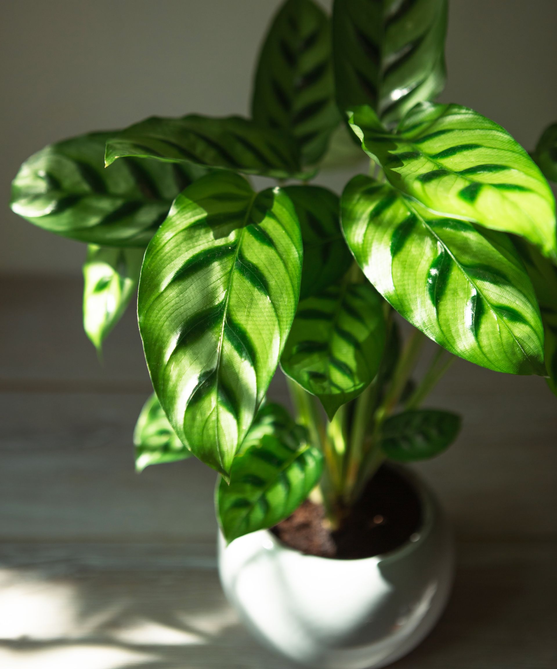 Calathea in shade