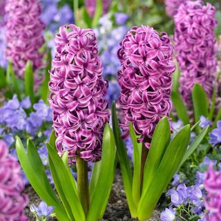 Hyacinthus orientalis 'Purple Sensation'