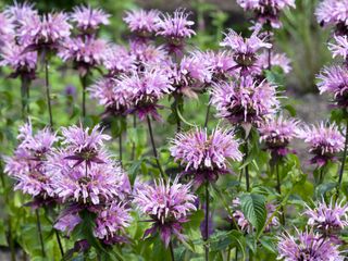 Purple pink flowers of 'Monarda Beauty of Cobham' or Bee Balm in a summer garden
