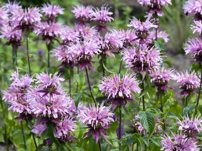 Full Sun Perennials — 7 Plants for Your Yard's Sunny Spots | Livingetc