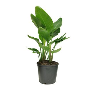A tall green bird of paradise plant in a gray pot