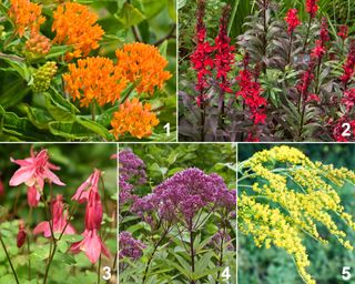 Planting palette designed to attract monarch butterflies, containing butterfly weed, cardinal flowers, columbine 'Little Lanterns', little Joe pye weed, and goldenrod 'Fireworks'