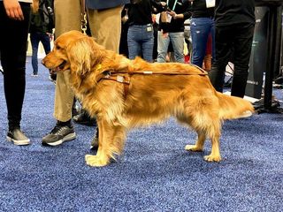 Dogs of CES