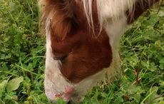 Derbyshire-burnt-foal-3.jpg