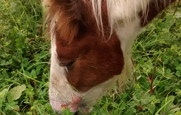 Derbyshire-burnt-foal-3.jpg